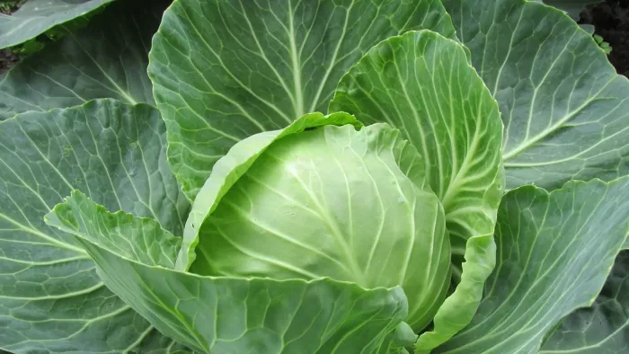 Zuurkool voor je weerstand