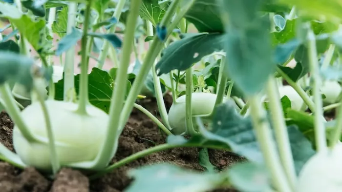 Meer energie door bodemvoeding